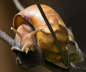 African Giant Land Snail