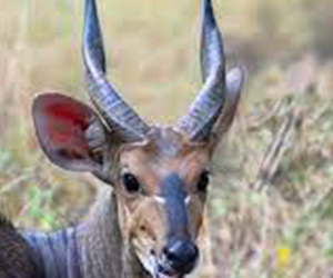 Bushbuck