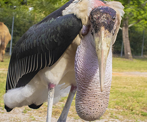 Marabou Stork