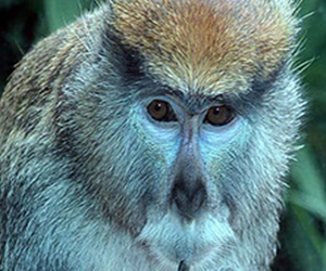 Patas Monkey