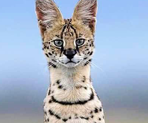 Serval