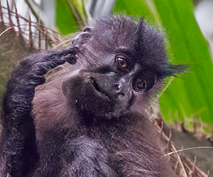 Uganda Mangabey